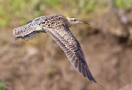 小杓鷸 上海的罕见贵客