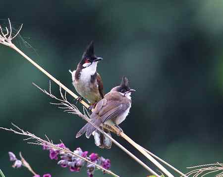母子俩－－小鹎