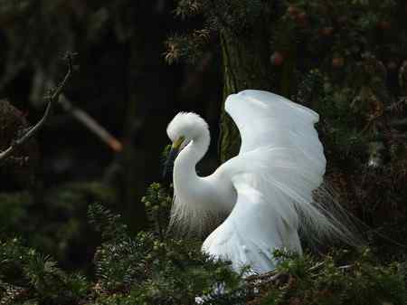 激情象山  白鹭篇（—）