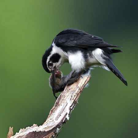 婺源拍鸟作品:小隼 婺源拍鸟作品:小隼