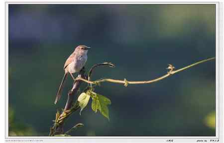 秦岭地区的小林鸟