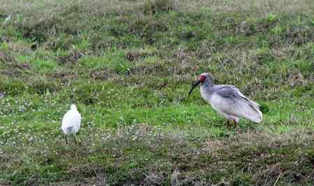 朱鹮和它快乐的伙伴