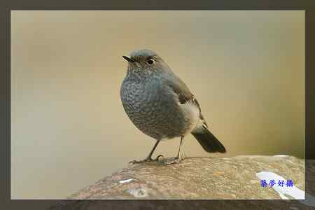 鉛色水鶇 (紅尾水鴝) 鉛色水鶇 (紅尾水鴝)