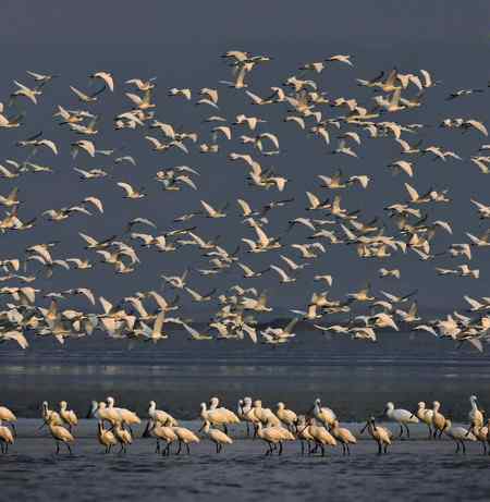 走进鄱阳湖观鸟【组图】