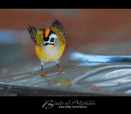 火冠戴菊 Taiwan Firecrest