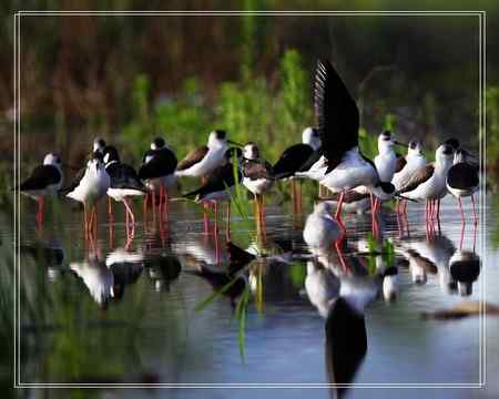 黑翅长脚鹬照片一组 黑翅长脚鹬照片一组