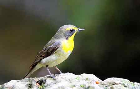 黄眉姬翁鸟儿一组