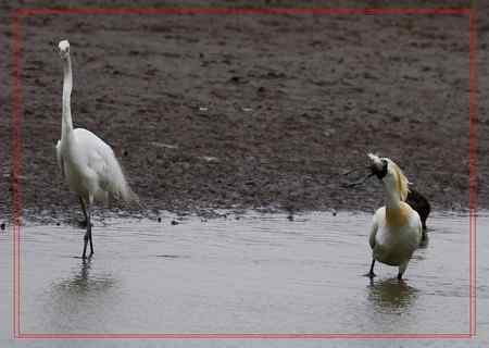 在盐城拍摄到黑脸琵鹭！！！