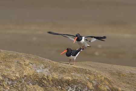 蛎鹬春天的故事