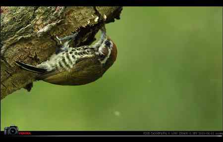 超清晰美图：斑姬啄木鸟