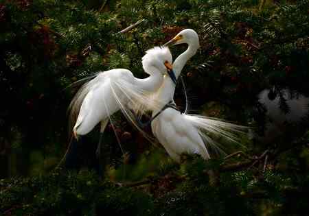 一对红眼睛 白鹭的