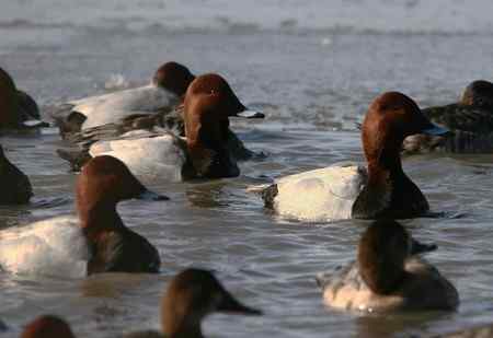 帆背潜鸭?红头潜鸭? 帆背潜鸭?红头潜鸭?