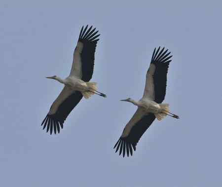 走进鄱阳湖观鸟【组图】