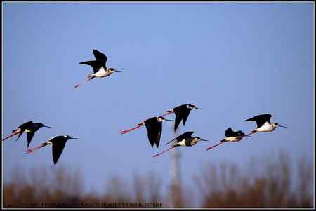 黑翅长脚鹬 向海自然保护区