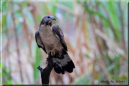 2010雨中的蜂鷹【美图】