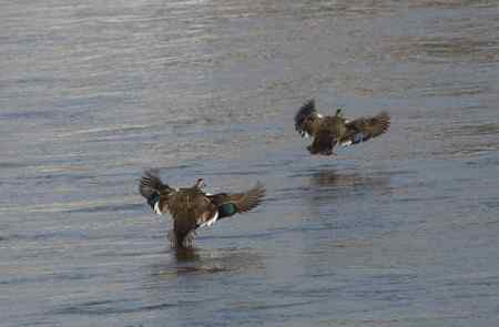 雌雄同体鸡：鸟类的每个细胞都可以决定自己的性别