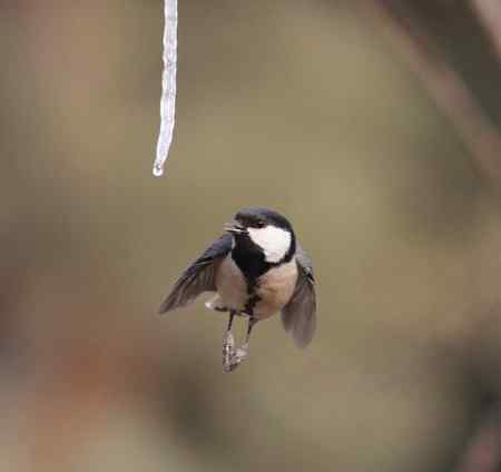大山雀完美悬飞吃冰棍！