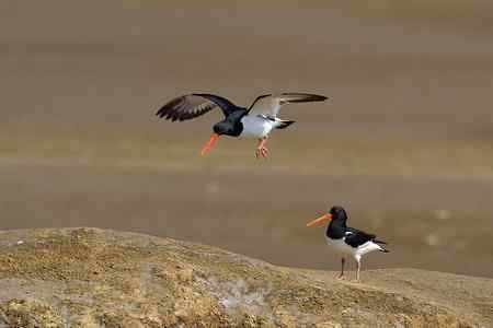 蛎鹬春天的故事