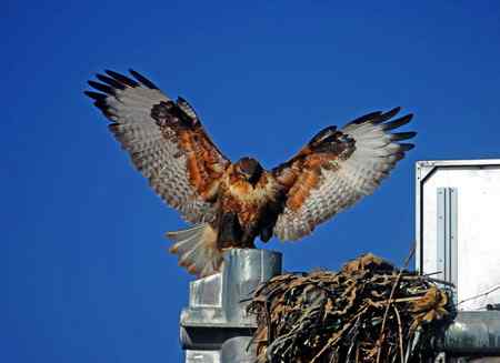 青海高原的鹰，秃鹫，狐狸和狼