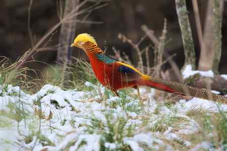 红腹锦鸡报晓贺新春 红腹锦鸡报晓贺新春