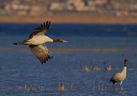 黑颈鹤掠过兰色的湖面
