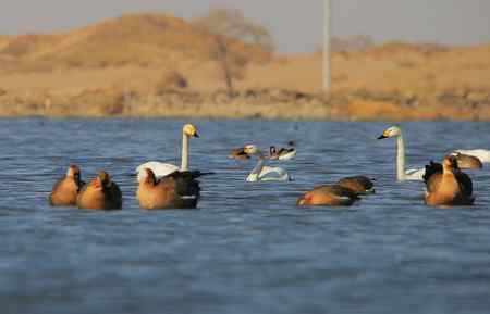 鸿雁和白天鹅的和谐相处     让我敬慕