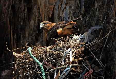青海高原的鹰，秃鹫，狐狸和狼