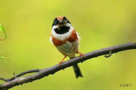 红头长尾山雀 最忙碌的季节