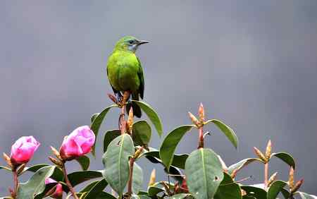 护花使者 雌雄橙腹叶鹎
