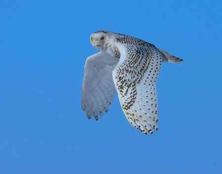 雪鸮魅力高清晰图片