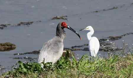 朱鹮白鹭一家亲