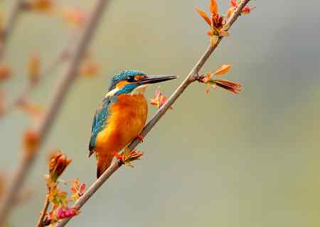 春暖花开好拍鸟