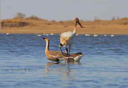 白鹤与鸿雁 有惊无险