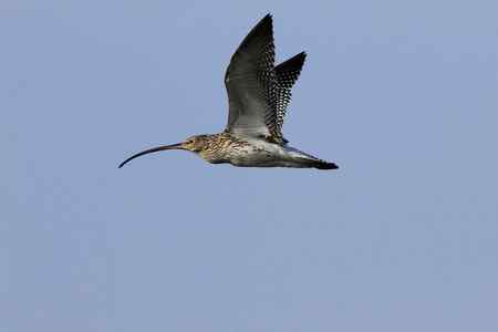 大勺鹬、白腰勺鹬