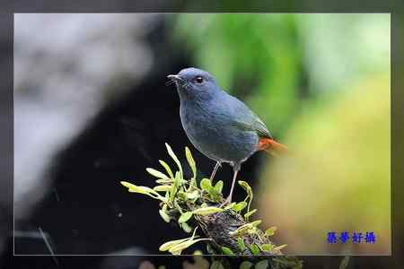 鉛色水鶇 (紅尾水鴝)