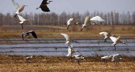 琵琶鹭及侯鸟已飞回向海