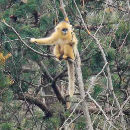 拍鸟拍到了川金丝猴 拍鸟拍到了川金丝猴