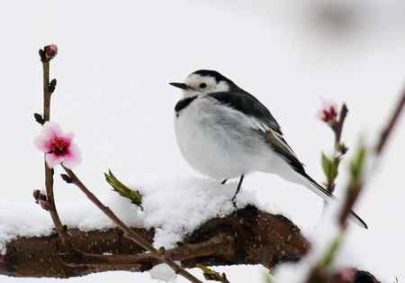 春雪花鸟