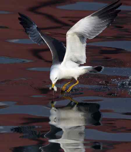 山东龙口拍摄：“五彩海鸥”