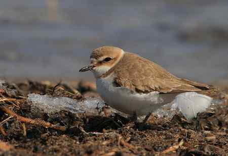 环颈鸻好奇的看着我说...