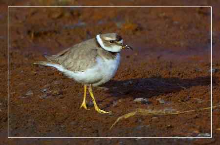 长嘴剑鸻照片哦