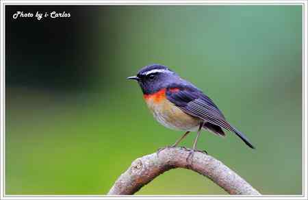 阿里山鴝(栗背林鴝) 台湾特有鸟类