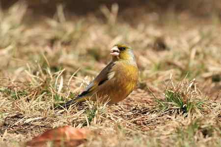 红尾巴鸟钻进灌木丛：灰头鹀回来了！