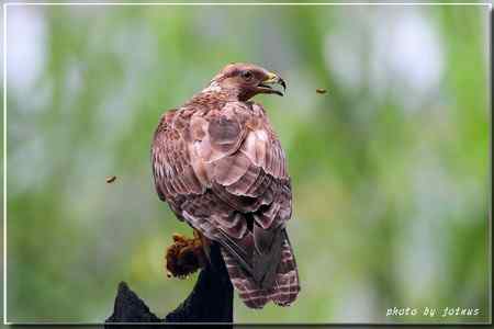 2010雨中的蜂鷹【美图】