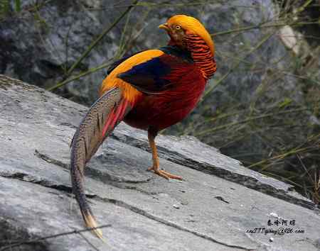 下午5点以后去找“鸡”