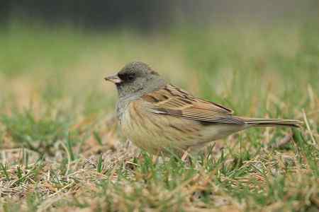 红尾巴鸟钻进灌木丛：灰头鹀回来了！