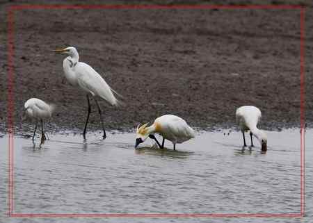 在盐城拍摄到黑脸琵鹭！！！