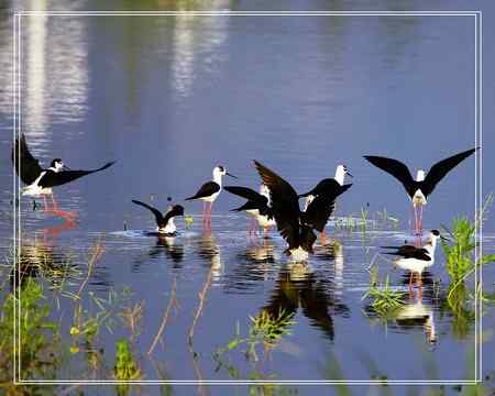 黑翅长脚鹬照片一组