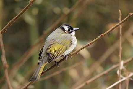 红尾巴鸟钻进灌木丛：灰头鹀回来了！