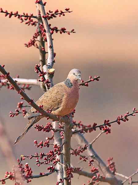 清明节的常见鸟!